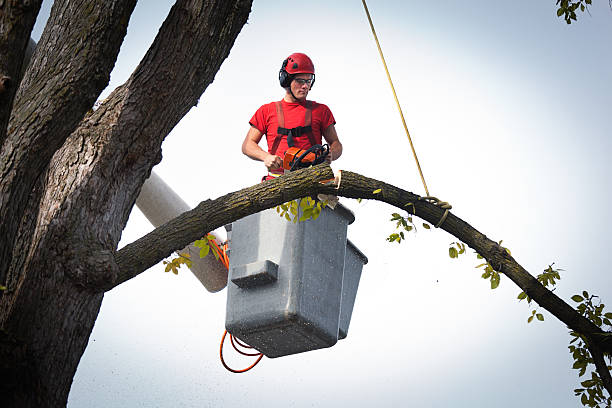 Reliable Whitefish Bay, WI  Tree Services Solutions