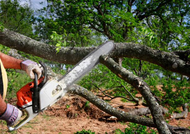 Why Choose Our Tree Removal Services in Whitefish Bay, WI?